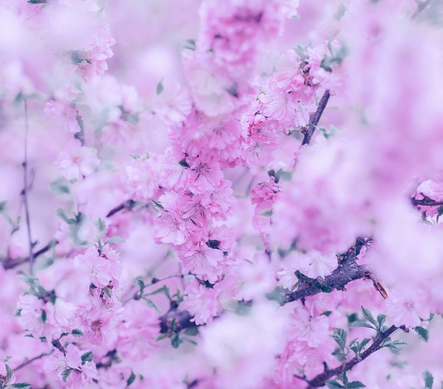 満開に咲いた桜